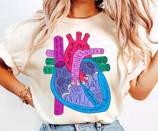 Anatomical Heart